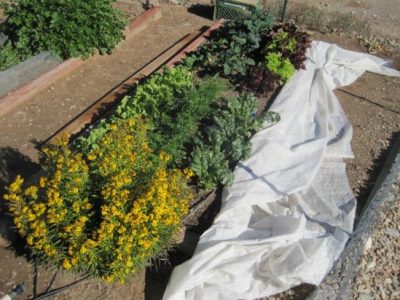 row of plants in a garden with a white plastic sheet laying on the ground&hellip;